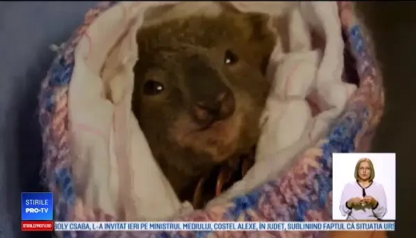 Tragedie în Australia. Populații întregi de urși koala ucise în timpul incendiilor