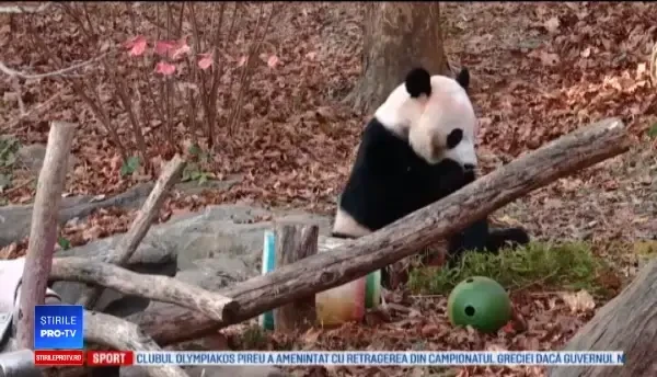 Motivul pentru care angajații unei grădini zoologice au trimis un urs panda înapoi în China