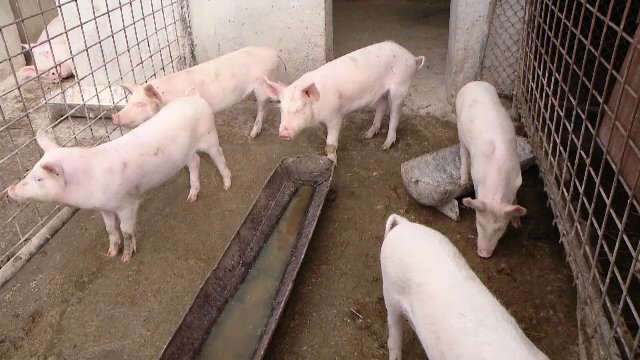 Noi reguli pentru tăierea porcului. "Până vine veterinarul, eu mănânc jumătate"