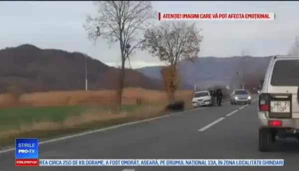 Anchetă în cazul ursului lăsat să agonizeze 17 ore pe şosea. Propunerea ministrului Mediului
