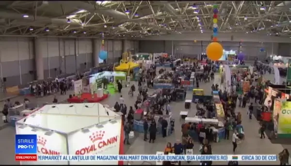 Concursul celor mai frumoase pisici de rasă. Cele mai spectaculoase feline | VIDEO