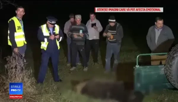 Şosele însângerate. Încă doi urşi au fost ucişi de maşini în doar 24 de ore
