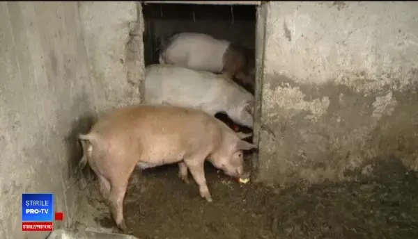 Noi reguli pentru tăierea porcului. "Până vine veterinarul, eu mănânc jumătate"