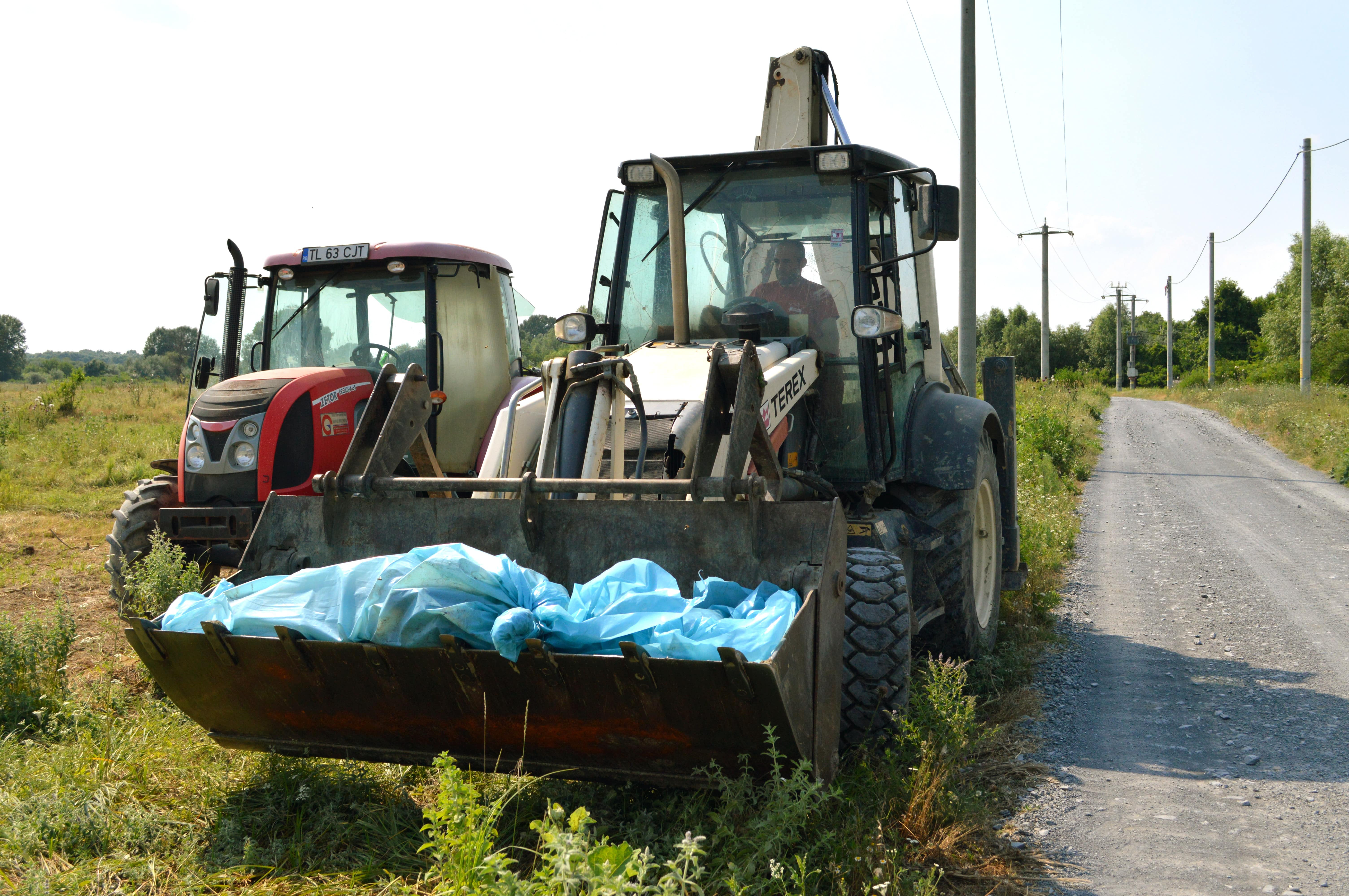 Cadavre de porci găsite într-un lac din Covasna. Autoritățile sunt în alertă