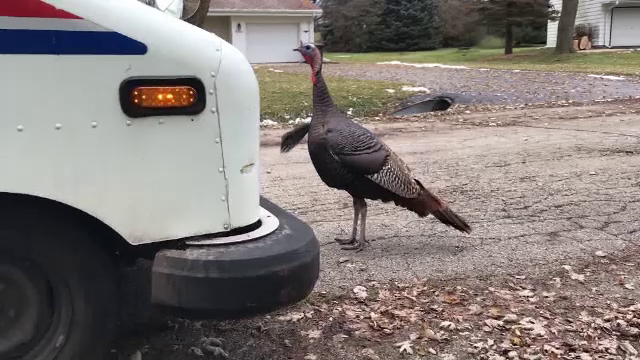 Cazul inedit al poștașului chinuit zilnic de un curcan. Cum se apără acesta