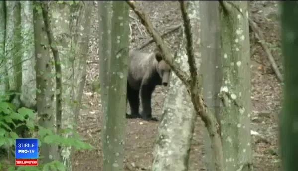 Măsurile anunțate de autorități în cazul animalelor sălbatice accidentate pe șosele