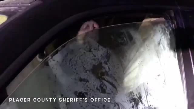 Un urs a rămas captiv într-o mașină în care căuta mâncare. A distrus tot interiorul