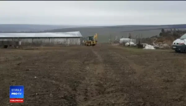 Pesta porcină face ravagii în continuare. Situația este extrem de gravă în Galaţi