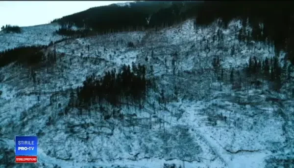 Primul inventar al masacrului din pădurile României. Cifrele care au fost ţinute ascunse