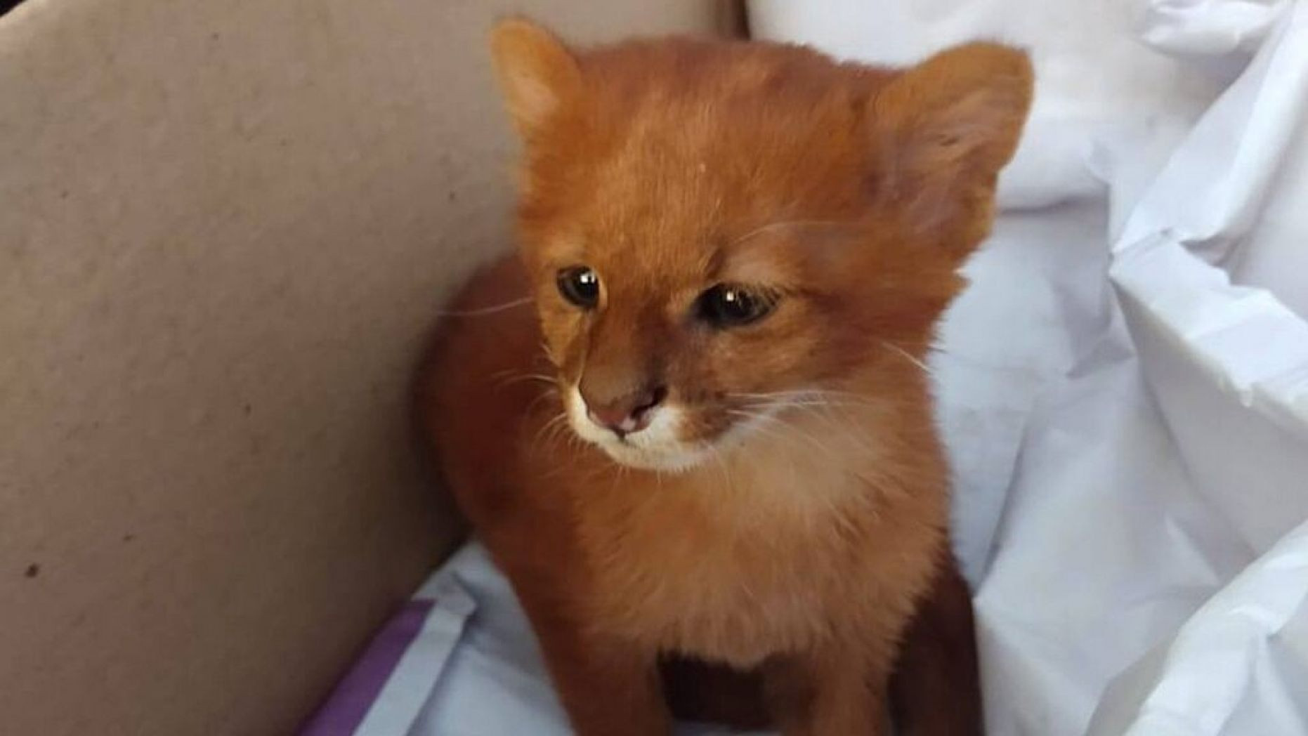 Ce era de fapt animalul pe care l-a adoptat o femeie, crezând că este un pui de pisică