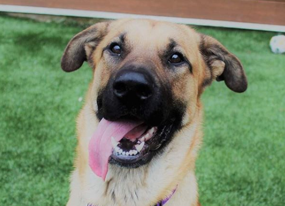 Un câine maidanez a salvat de la îngheț 5 pisoi abandonați: „Nu ar fi supraviețuit”