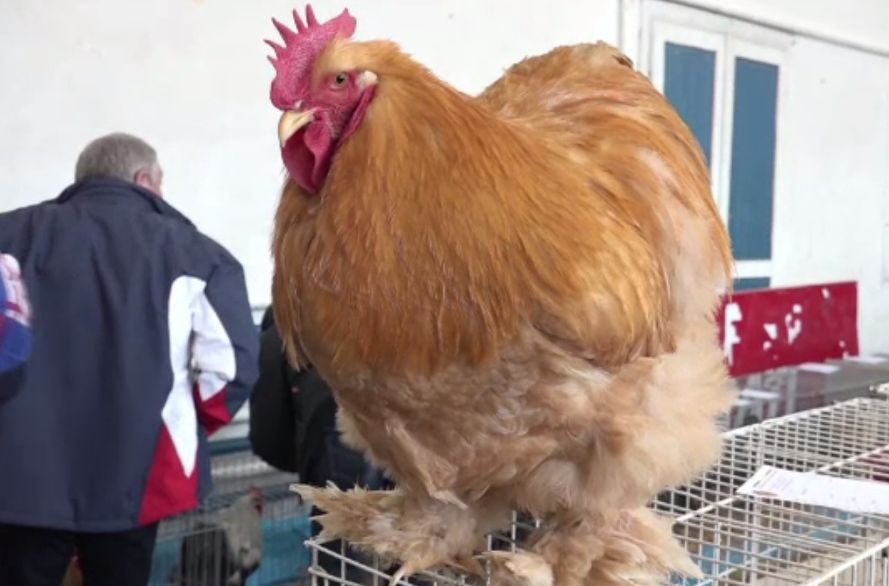 Șapte găini valoroase, din rasa Brahma, furate și vândute la prețuri derizorii de trei hoți din Alba
