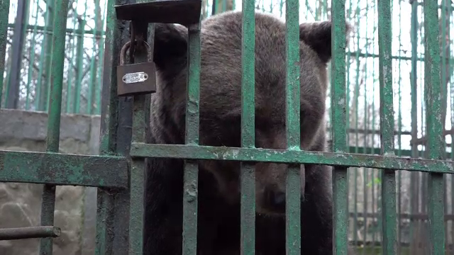 Povestea lui Roxi, ursoaica ținută 12 ani după gratii: ”Îmi pare rău că pleacă”