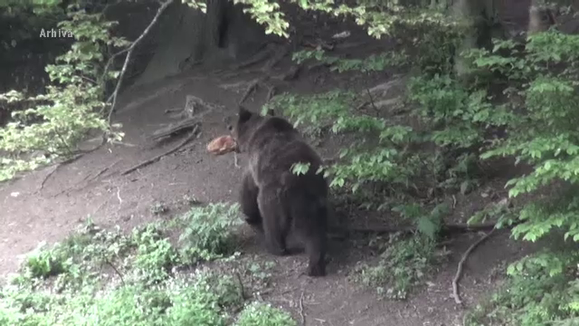 Bărbat din Harghita în stare gravă, după ce a fost atacat de un urs în propria curte