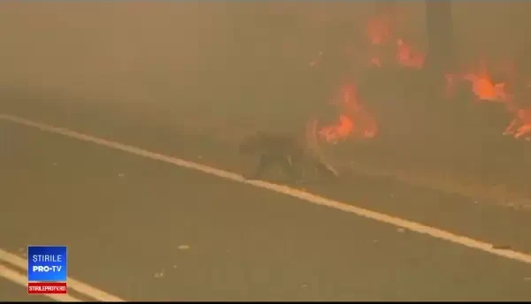 Un koala devenit celebru după ce a fost salvat din flăcări în Australia a murit