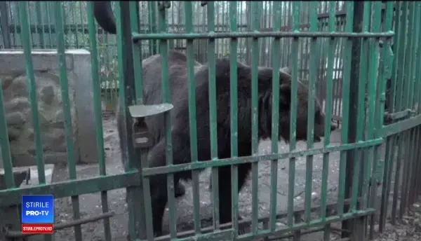 Povestea lui Roxi, ursoaica ținută 12 ani după gratii: ”Îmi pare rău că pleacă”