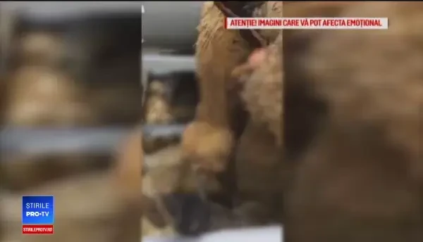 Parlamentarii europeni vor o anchetă riguroasă în cazul morții celor 14.000 de oi în Portul Midia