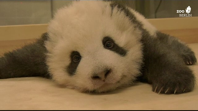 Un pui de panda din Berlin, vedetă internațională. De ce nu reușește să adoarmă