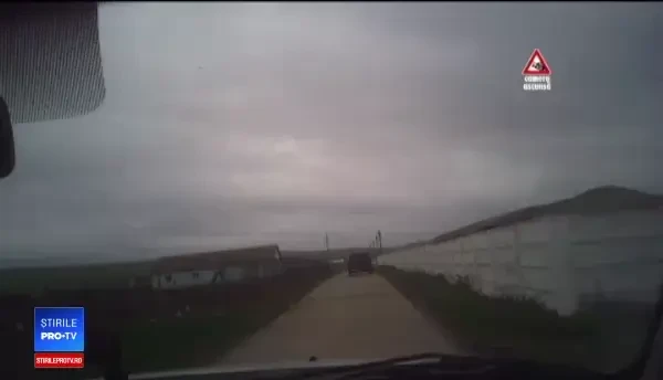 Porci din zone afectate de pestă, vânduți ilegal