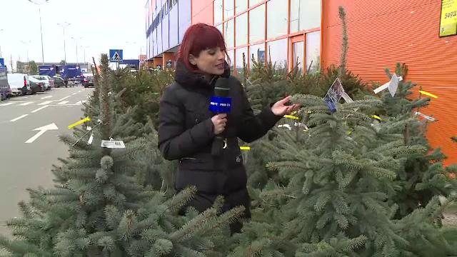 Brazii din Germania sau Olanda, la mare căutare de români. De la ce preț pornesc