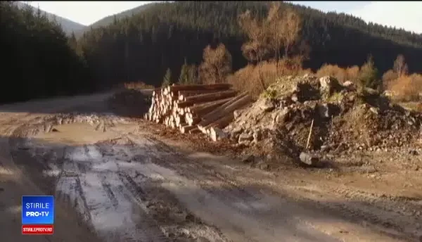 S-au tăiat păduri de 2,5 miliarde € în România. Mai mult de jumătate din bani, făcuți din ilegalități