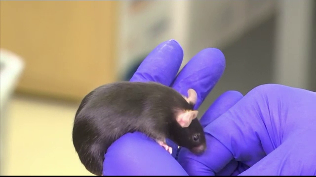 Motivul pentru care NASA va trimite șoareci să trăiască printre astronauții de pe Staţia Spaţială