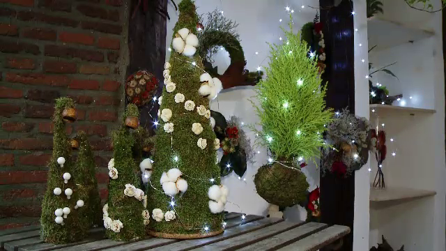 Brazii artificiali afectează mediul mai mult decât tăierea celor naturali. Ce spun specialiștii