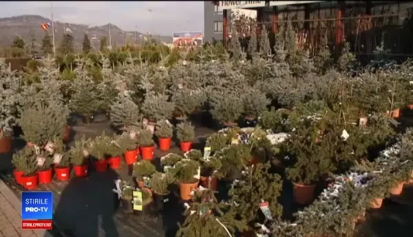 Brazii artificiali afectează mediul mai mult decât tăierea celor naturali. Ce spun specialiștii