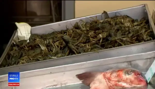 Comoara delicioasă din Delta Dunării pe care nu suntem în stare să o exploatăm