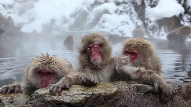 Maimuțele din Japonia și-au creat propriul "spa" pentru a scăpa de gerul iernii