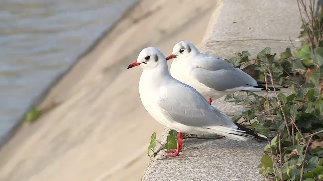 Modificări în aspectul și comportamentul păsărilor din cauza încălzirii globale