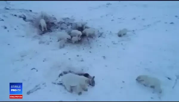 Invazie de urși polari într-o localitate din Rusia. Toate evenimentele au fost anulate