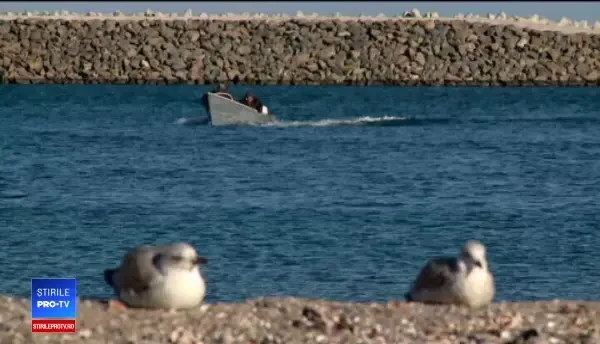 Modificări în aspectul și comportamentul păsărilor din cauza încălzirii globale