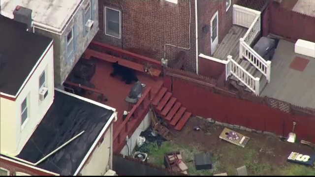 Panică într-un cartier din Statele Unite. Un urs a încercat să intre în locuințe