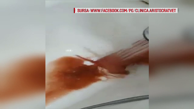 Ce a descoperit un cuplu din Constanța în timp ce spăla câinele abia cumpărat