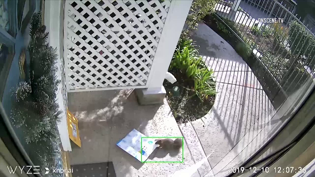 Momentul în care o veveriță fură coletele lăsate de poștaș la ușa unui bărbat. VIDEO