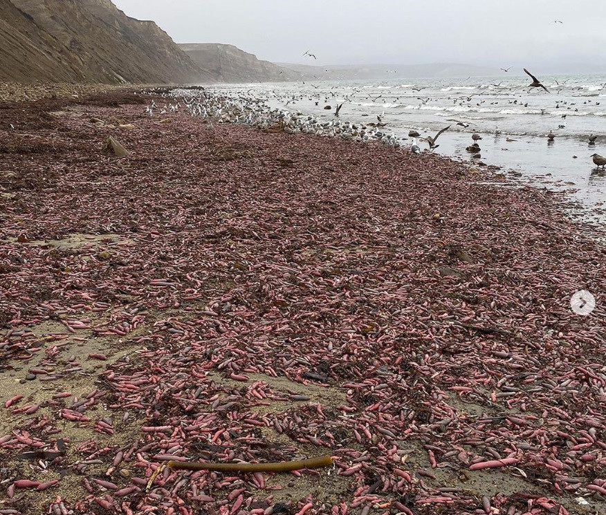 Creaturile care au invadat o plajă din California. Forma lor a creat isterie pe internet