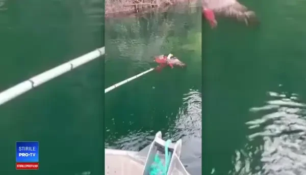 Bătălie între o caracatiță uriașă și un vultur pleșuv. Cum au fost despărțiți