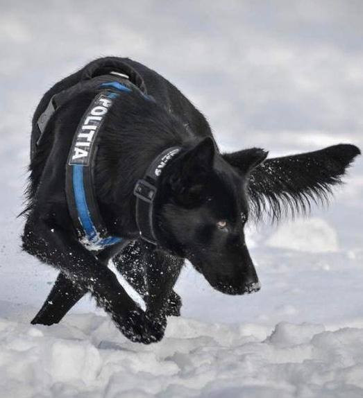 MAI îi mulțumește câinelui care l-a găsit pe autorul dublei crime din Satu Mare în doar 4 ore