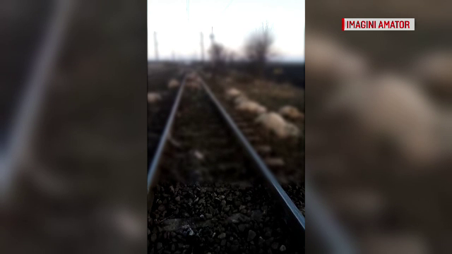 Masacru în Brașov. Peste 60 de oi au fost ucise într-un accident feroviar