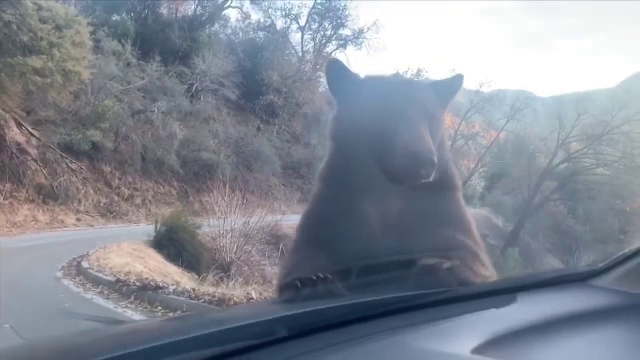 Motivul pentru care un urs s-a urcat pe capota mașinii unui bărbat din California