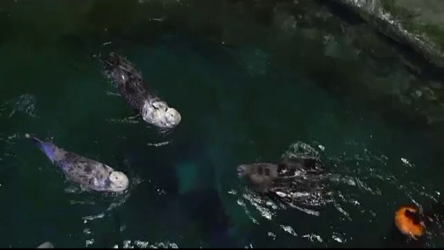 Cum au fost salvate de la moarte două vidre din parcul acvatic din Chicago