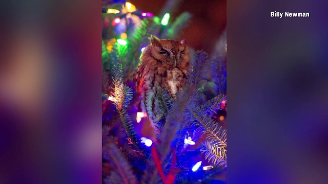 Momente de panică pentru o familie. „Decorațiunea” din brad care a prins viață