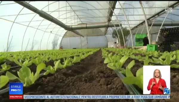 Legumele românești s-au ieftinit în prag de Crăciun, datorită temperaturilor mari