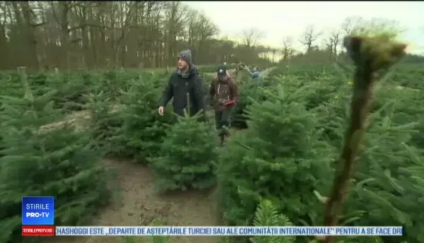 „Frumuseți ascunse”. De unde poți cumpăra un brad de Crăciun urât, dar cu personalitate