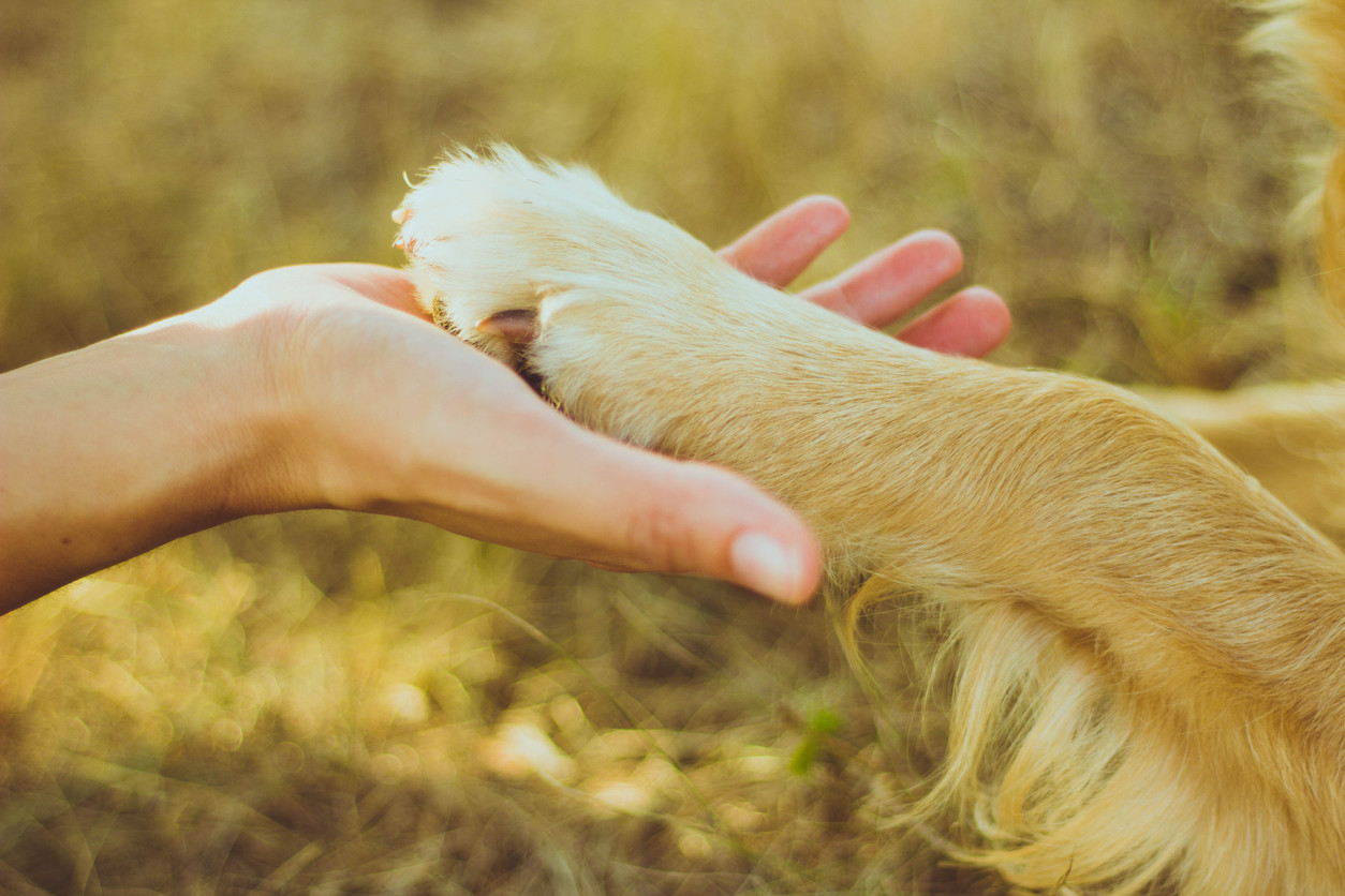 Gestul inedit pe care îl face un câine pentru stăpânul său. Filmulețul a devenit viral