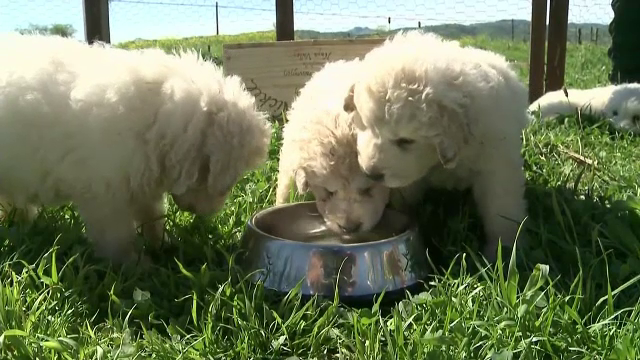 Cum le poate fi schimbată întreaga viață copiilor care au un câine de când sunt mici