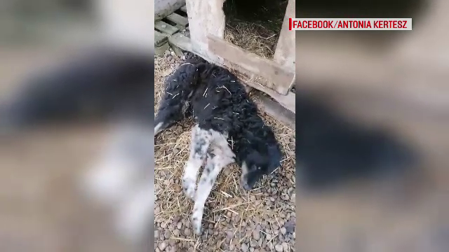 Artificiile şi petardele provoacă teroare de Revelion. Care sunt pericolele pocnitorilor