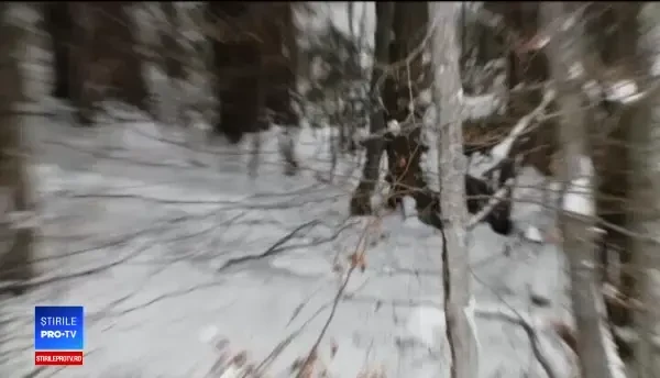 Un pui de urs a fost atracția principală pe pârtie, la Predeal: "Ca un copilaş rău"