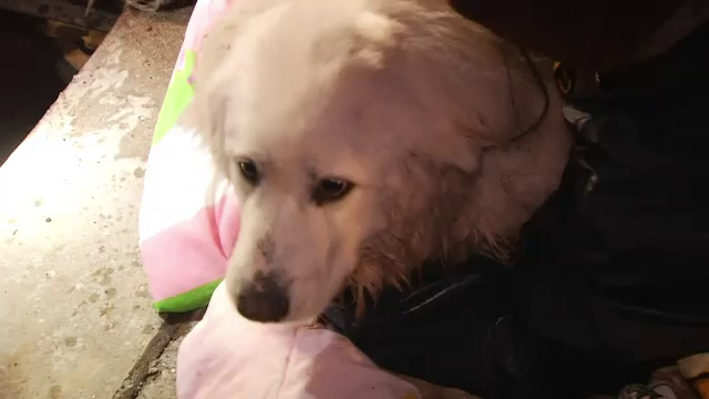 Operațiune de amploare pentru salvarea unui câine. Ce s-a întâmplat cu animalul